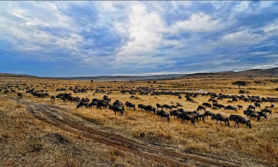 9 cuộc di cư hoang d&atilde; ngoạn mục nhất thế giới